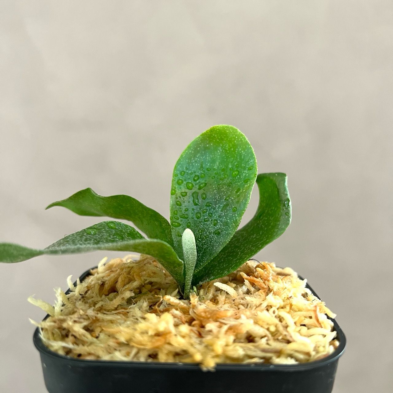 ◉複数購入歓迎◉ ギンカ 銀華 ビカクシダ P. 'Ginka' sporeling