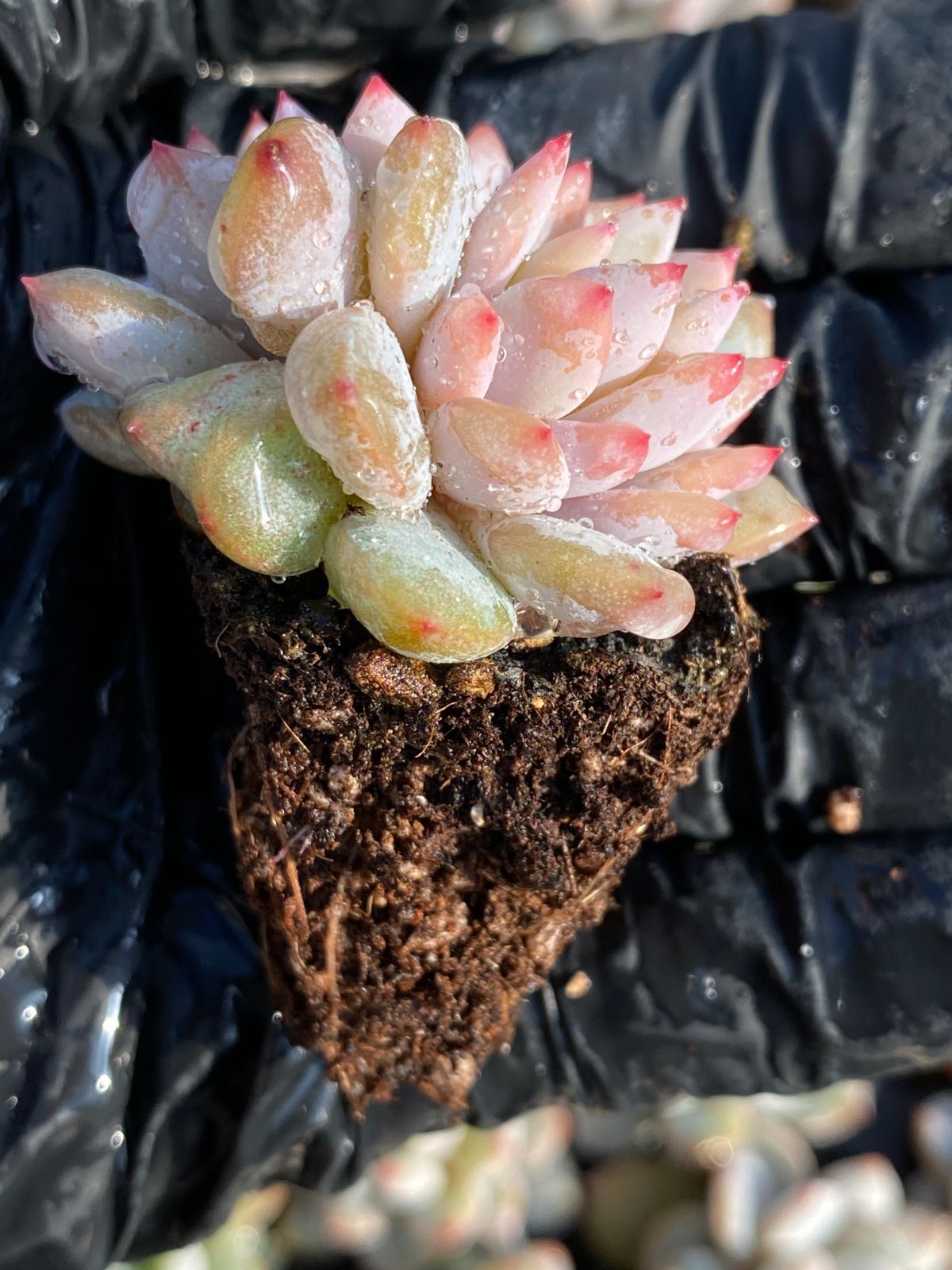 N1244スターオレンジ105苗多肉植物 エケベリア サボテン 観葉植物 花 