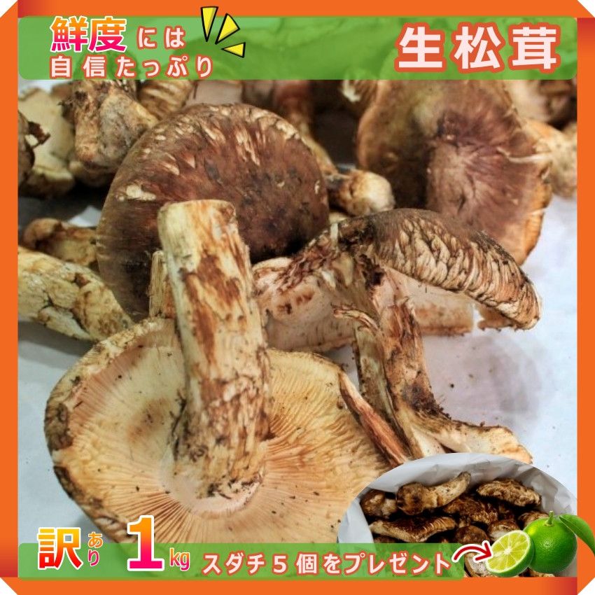 中国産松茸約1kg PC＜開き方・大きさおまかせ 規格外＞ 中国産 松茸”