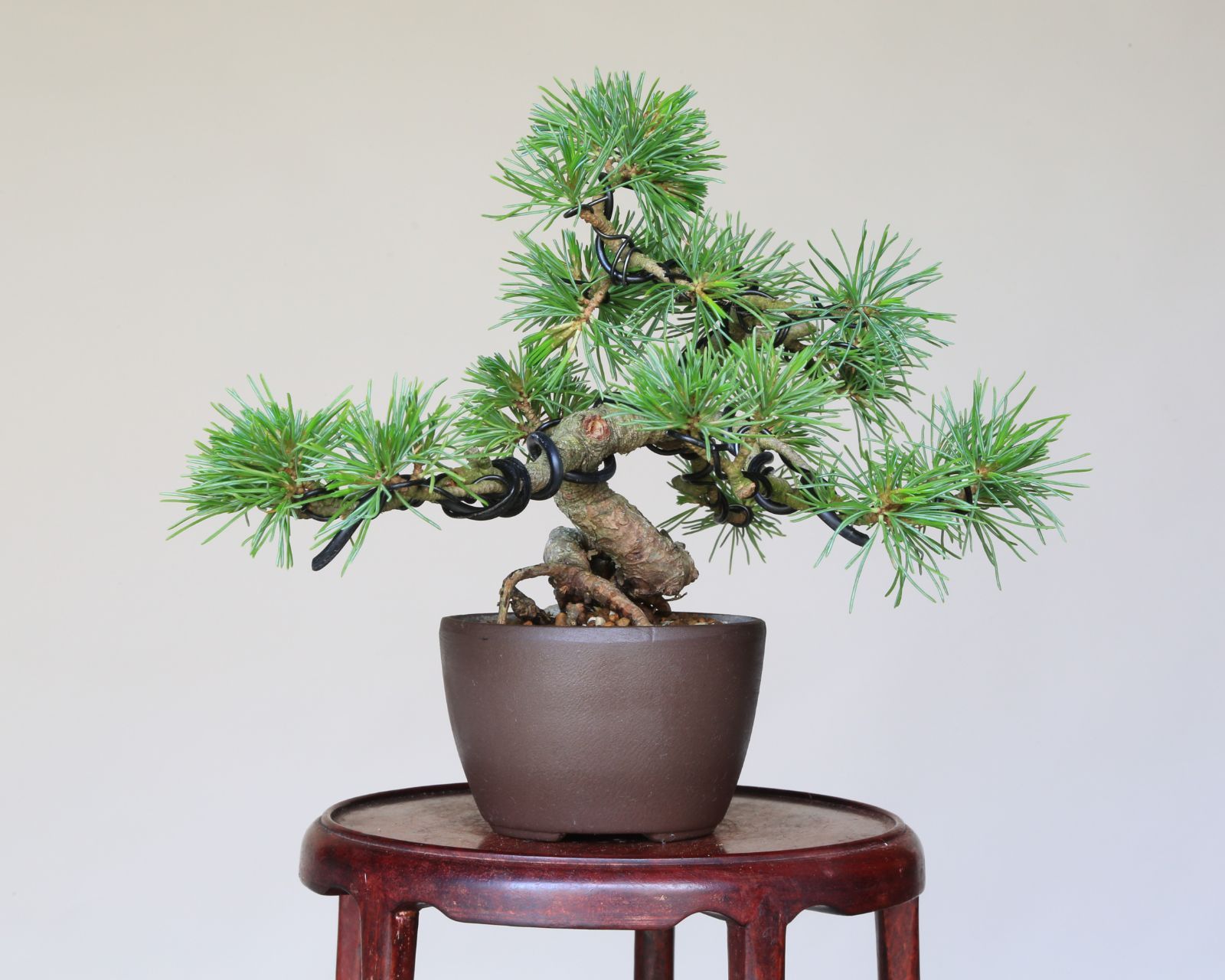盆栽