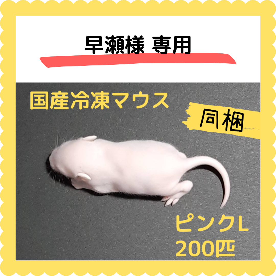 即購入OK！】国産冷凍ピンクマウスS100匹入@地域限定 - ペットフード