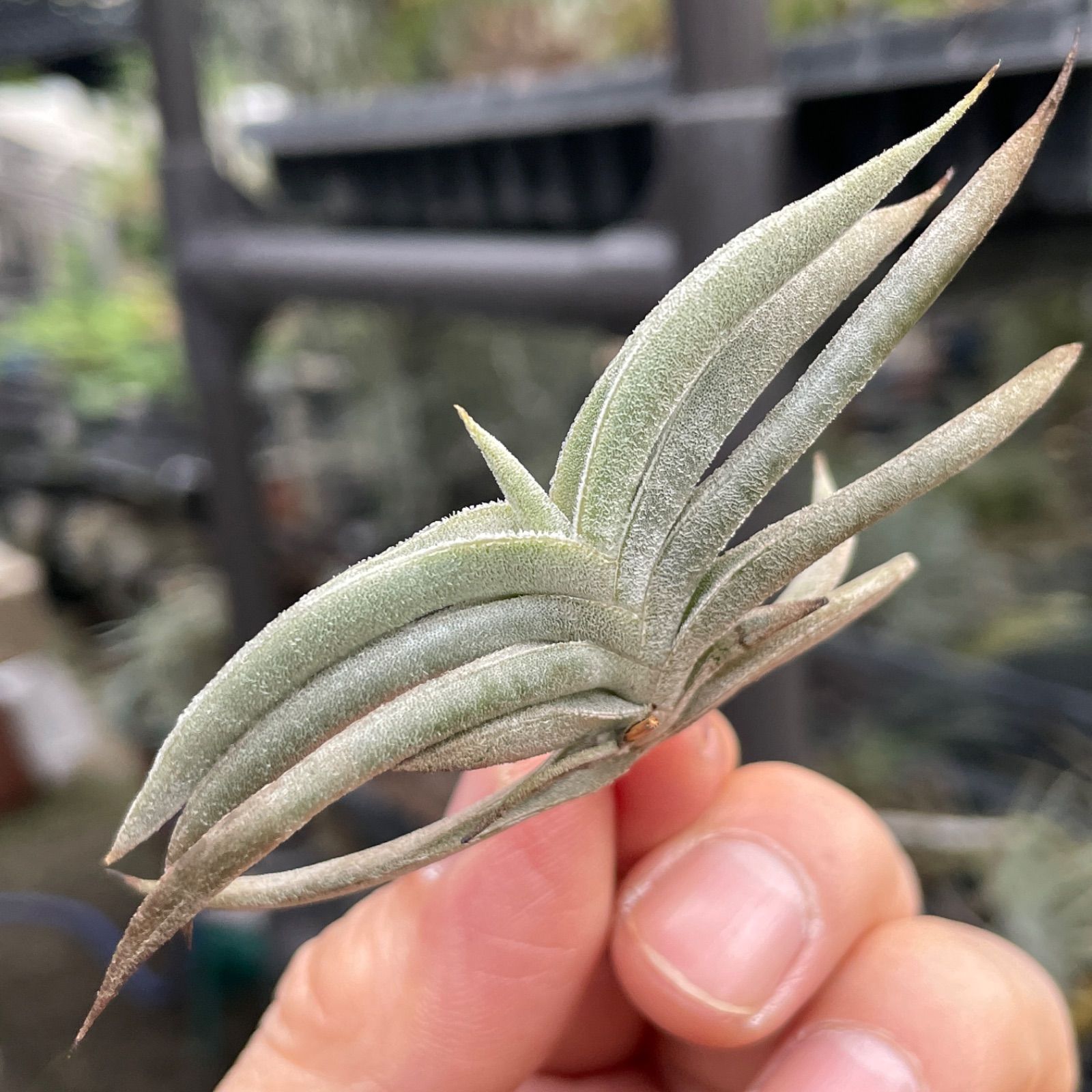 HR＊チランジア ギリエシー マイオール Tillandsia gilliesii fa. maior＊エアプランツ＠フラワーショップ江口 - メルカリ