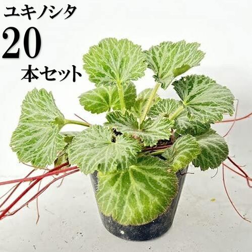 20本セット ユキノシタ|9.0cmポット