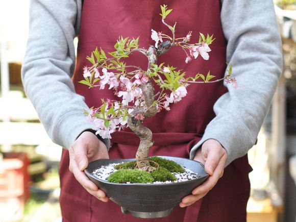 十月桜 十月桜盆栽です。