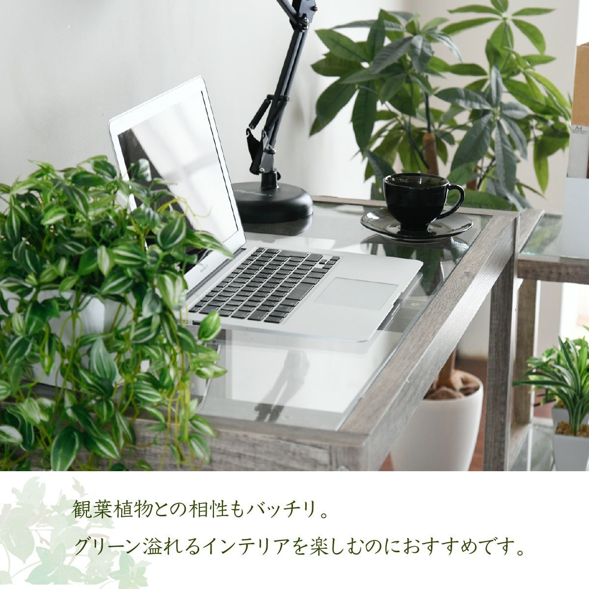 グリーン 観葉植物