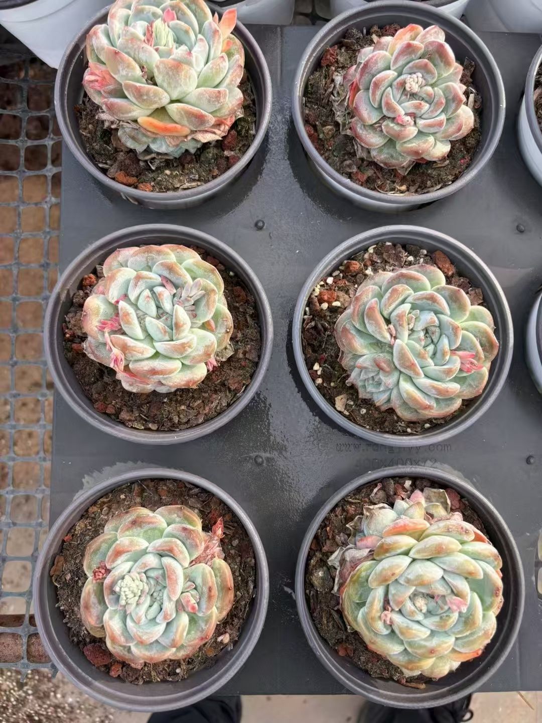 ま*こ様 A334　イチゴアイス錦　18株　多肉植物 抜き苗 エケベリア 韓国苗 18株の抜き苗セット】イチゴアイス錦 多肉植物 佐川急便発送