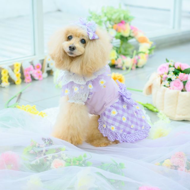 きゃんナナ フラワーギンガムワンピース ラベンダー SS タグ付き 犬服 CanNana 【きゃんナナ】フラワーギンガムワンピース ラベンダー