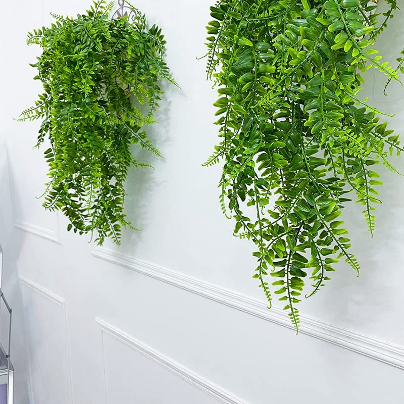 シダ植物 葉っぱ