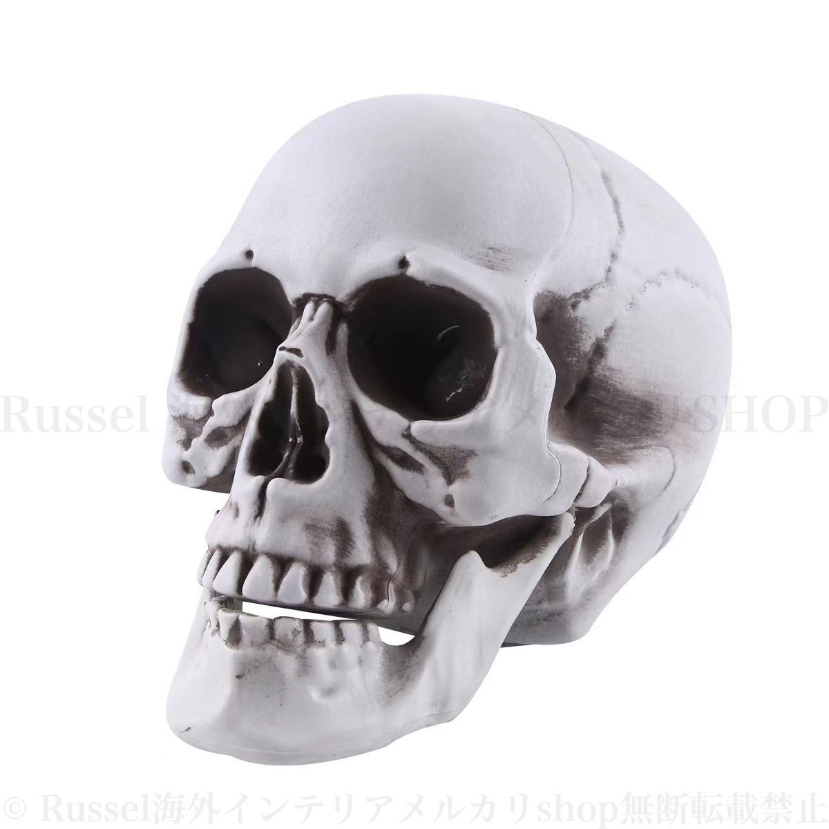 ドクロ どくろ がいこつ 頭蓋骨 模型 人形 スカル 置物 ハロウィン