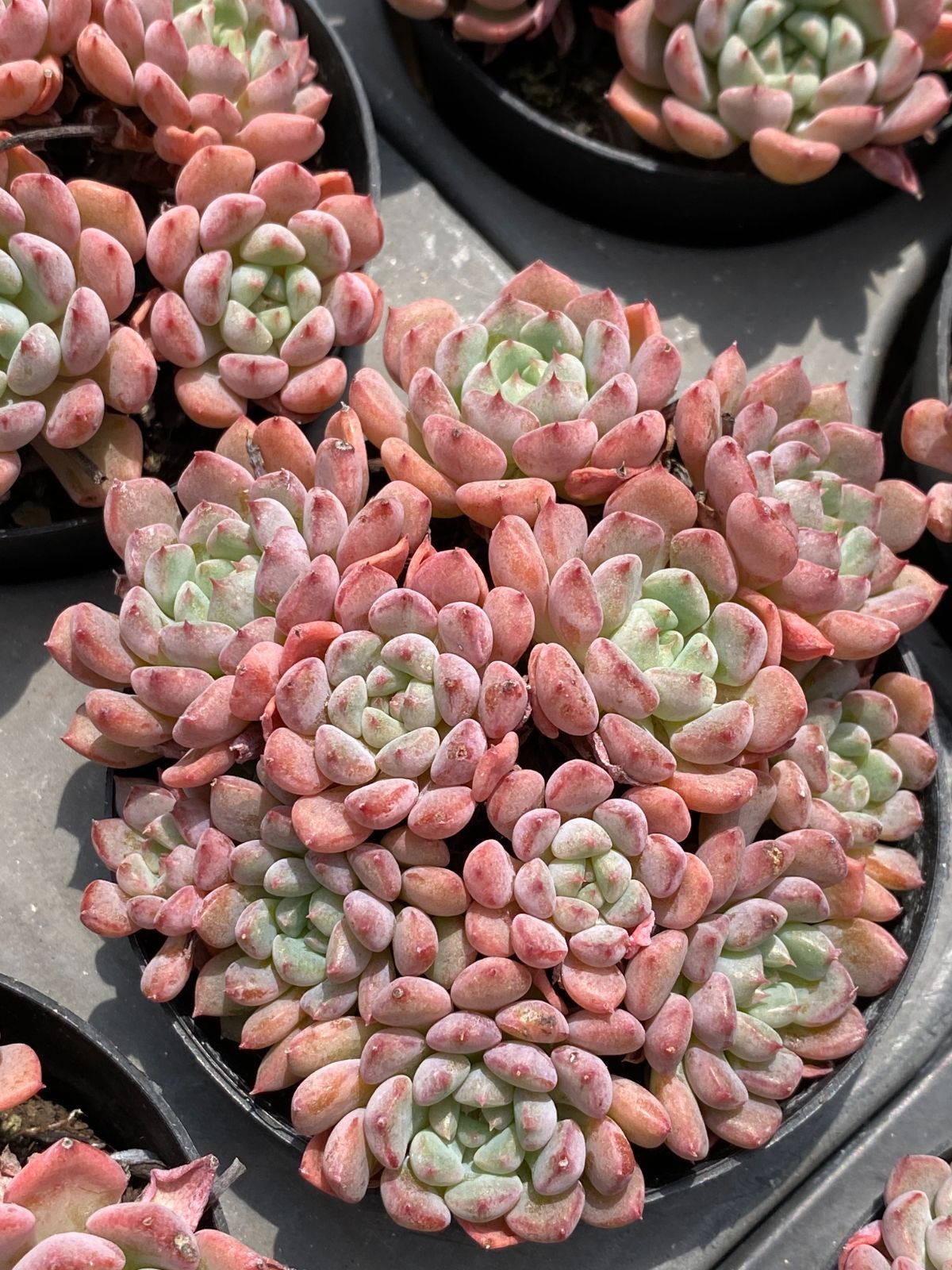 ZM1688×40 キュートバブル群生