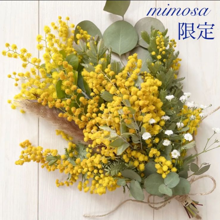 パールアカシア 花 フレッシュドライフラワー - 植物/観葉植物