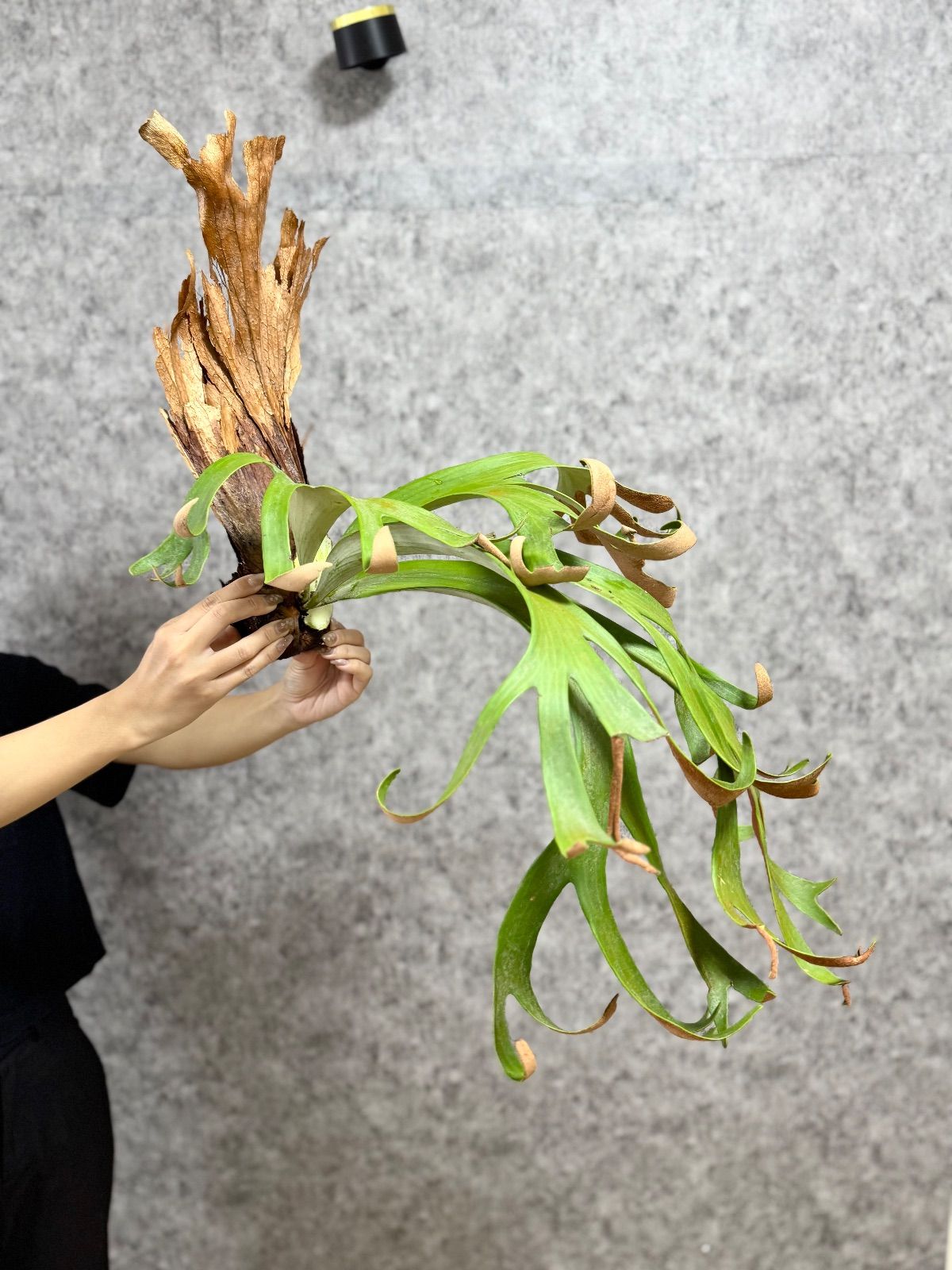 輸入直後!! ＊ラスト一株＊▽P.willinckii Wild finger dancer▽ B1