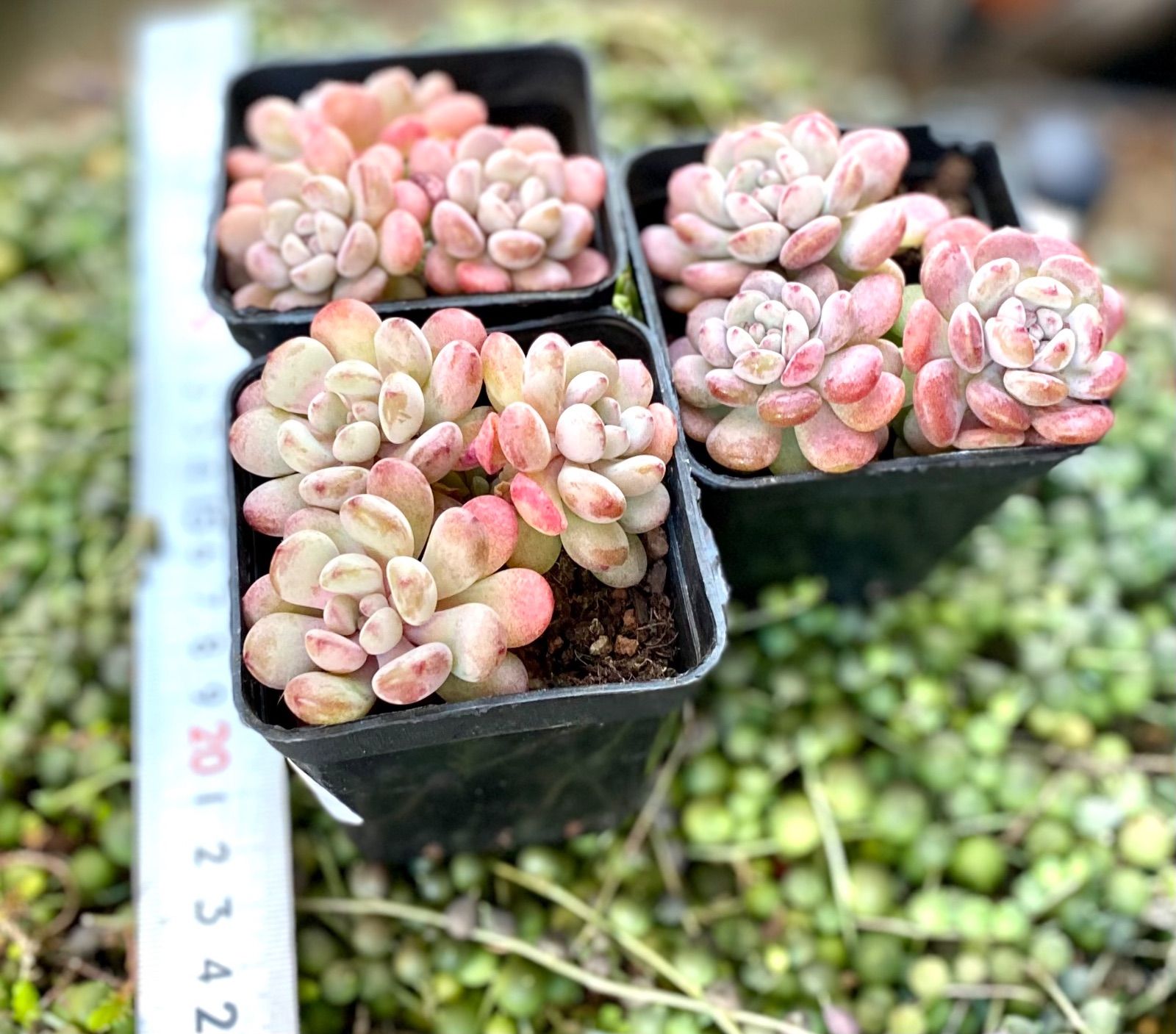 売却済み。3/30訳有り七福神(抜き苗)多肉植物セダム 売却済み。3/30訳有り七福神(抜き苗)多肉植物セダム 【公式通販】