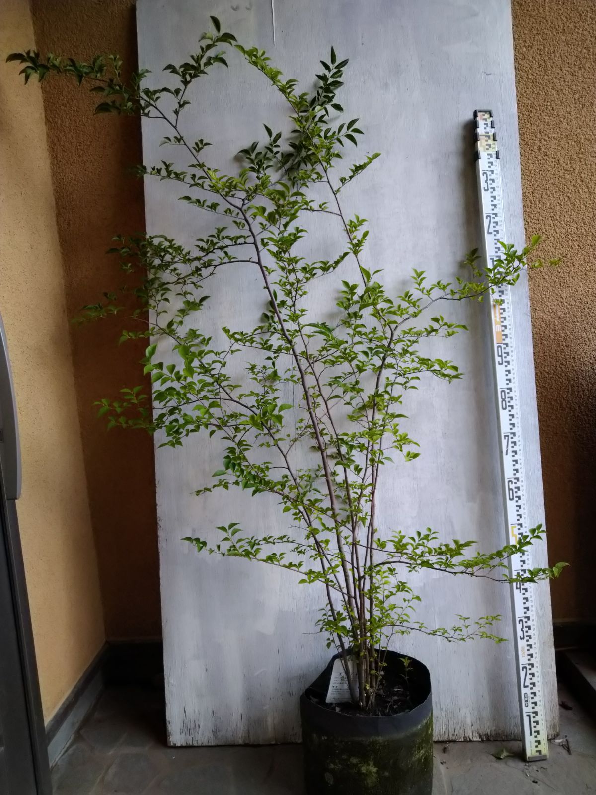 クリアランス エゴノキ株立ち②（ふう様専用ページ） 特大 エゴノキ株