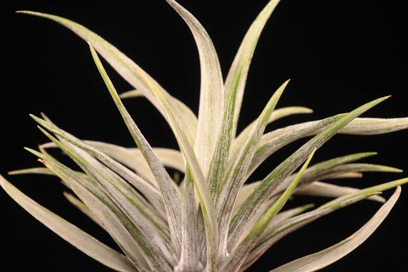 送料無料 harrisii