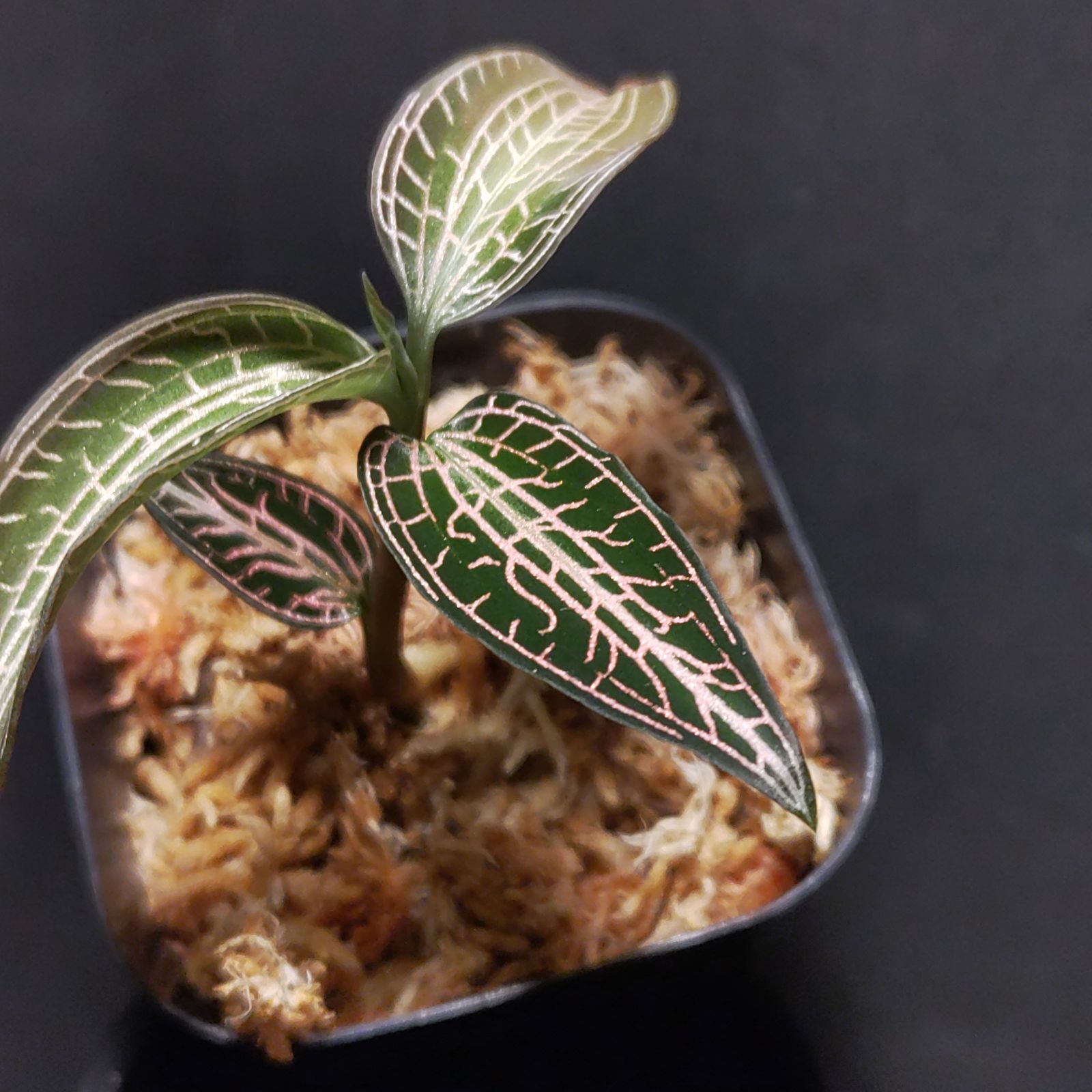 グッディエラsp. 'レッドルビー' ジュエルオーキッド - メルカリ