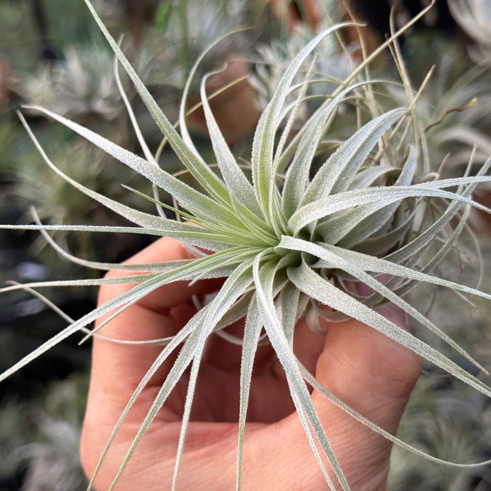 チャペウエンシス