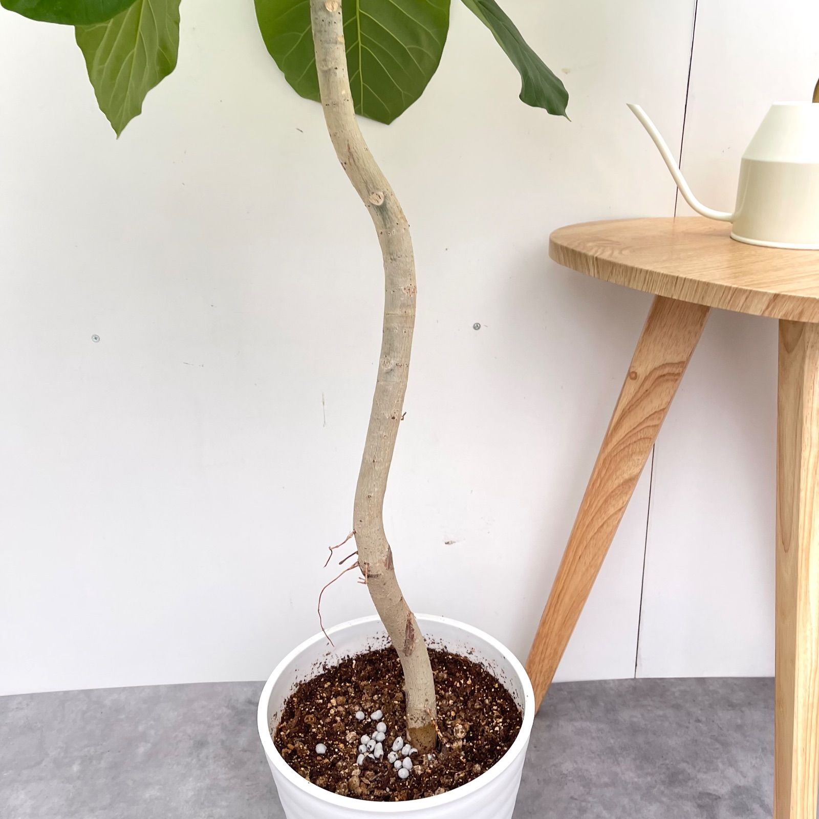 フィカス ウンベラータ 曲がり 18 現品 観葉植物 室内 大型 YUZUMIYA_COM