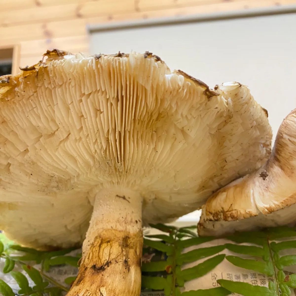 国産松茸！巨大サイズ2本で500g！ - メルカリ