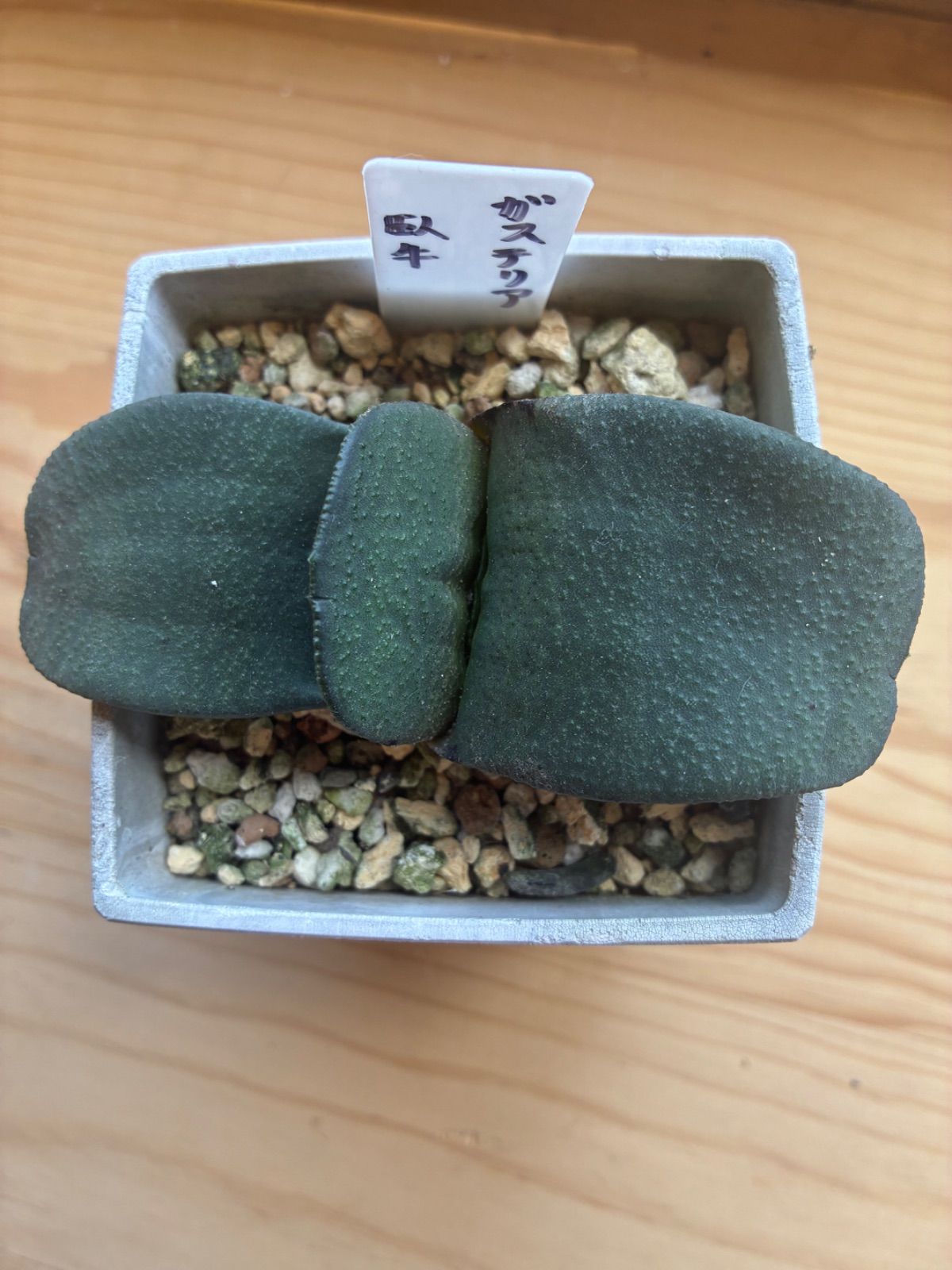 ガステリア 臥牛 - メルカリ