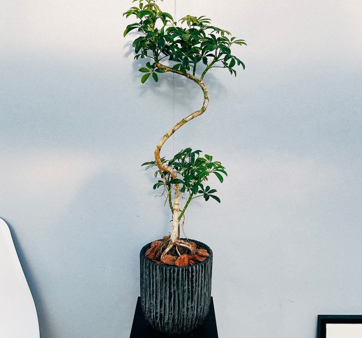 購入不可 チランジア フンキアナクランプ(4頭クランプ) 購入不可 チランジア フンキアナクランプ(4頭クランプ) 購入