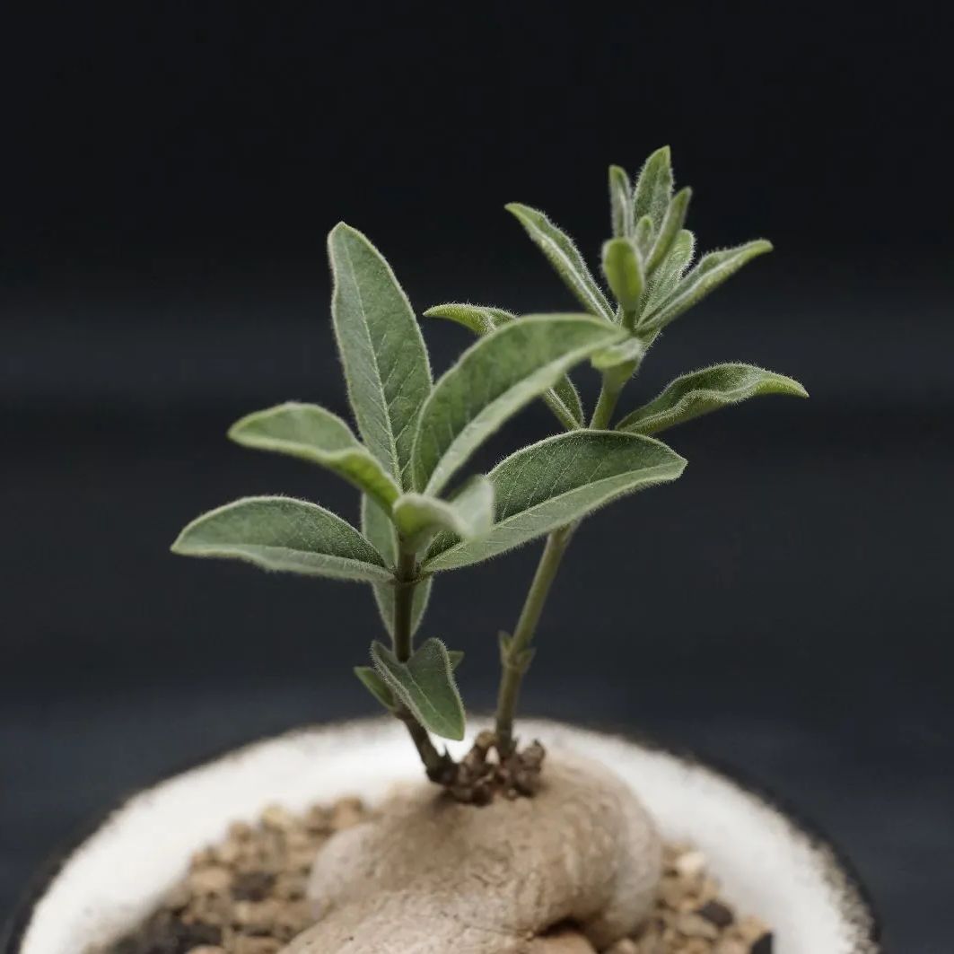 Raphionacme galpinii
