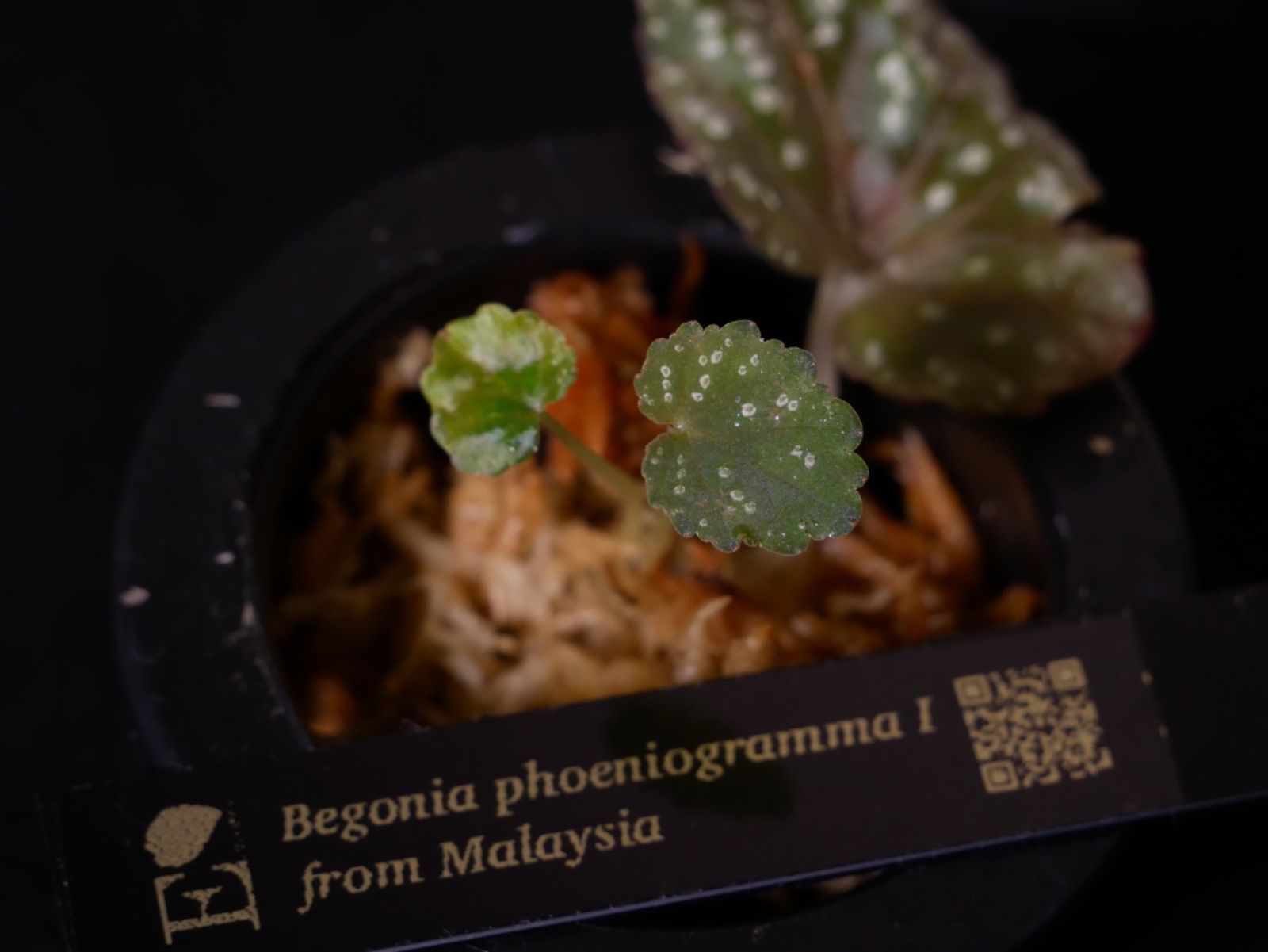 原種ベゴニア】Begonia phoeniogramma Ⅰ - Mercari