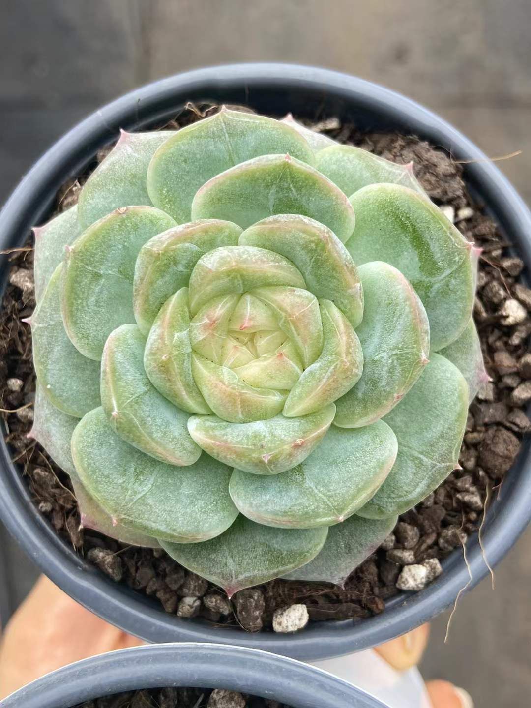 ラルーナ ネックケア シャンパンゴールド ラルーナ ネックケア