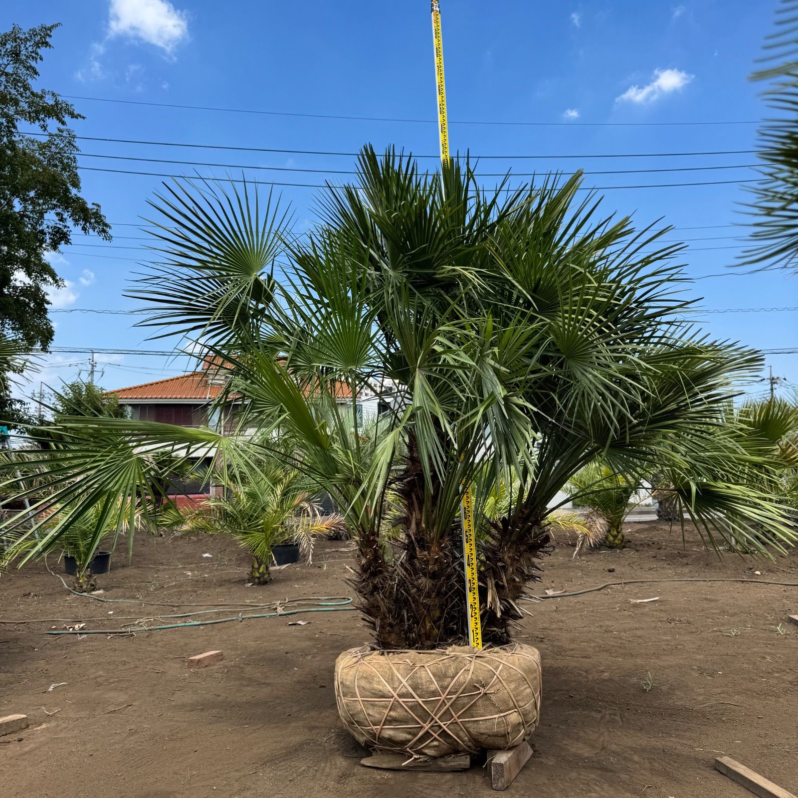 チャメロップス フミリス セリフェラ チャメロップス セリフェラ 多頭