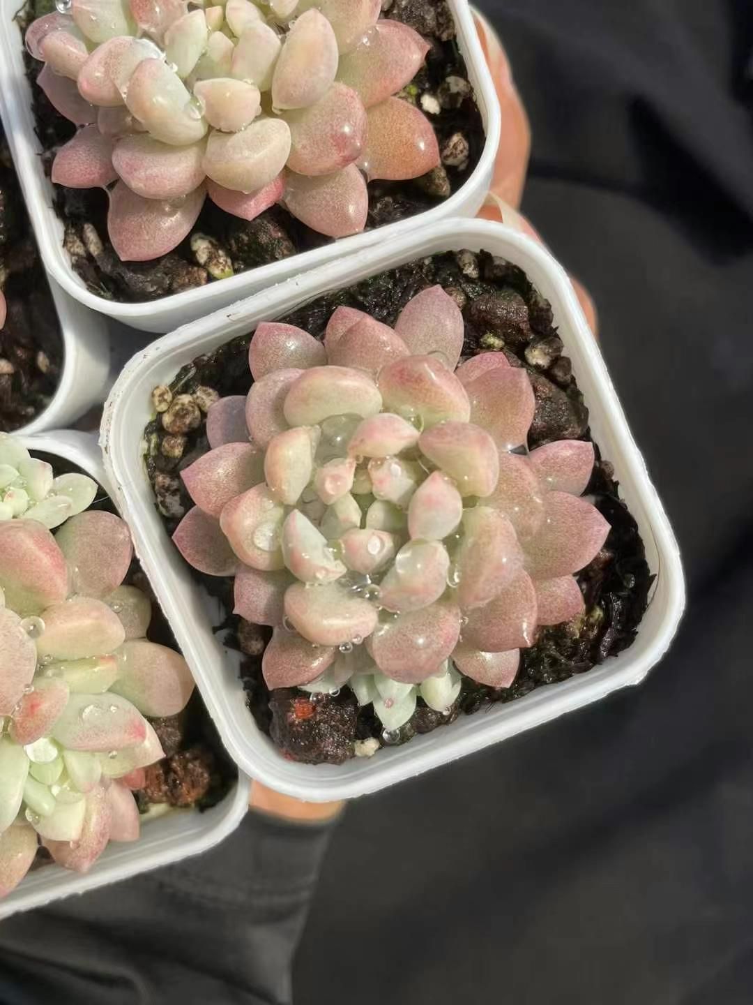 抜き苗 メデューサ錦 DP578×12株 ふっくら 多肉植物 エケベリア