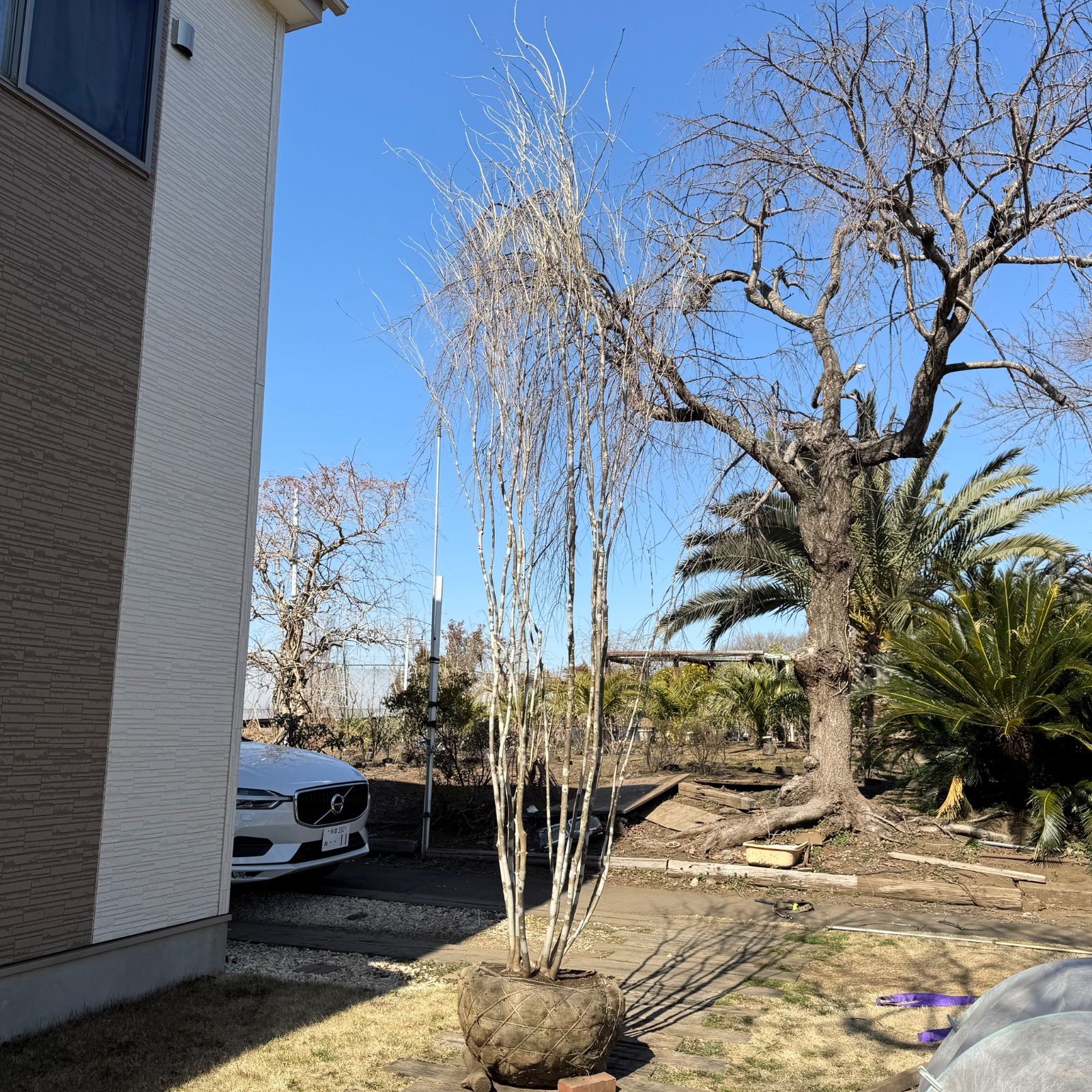 引き取り限定。4mの根上りアオダモ。 引き取り限定。4mの根上りアオダモ。 引き取り限定。4mの根上り