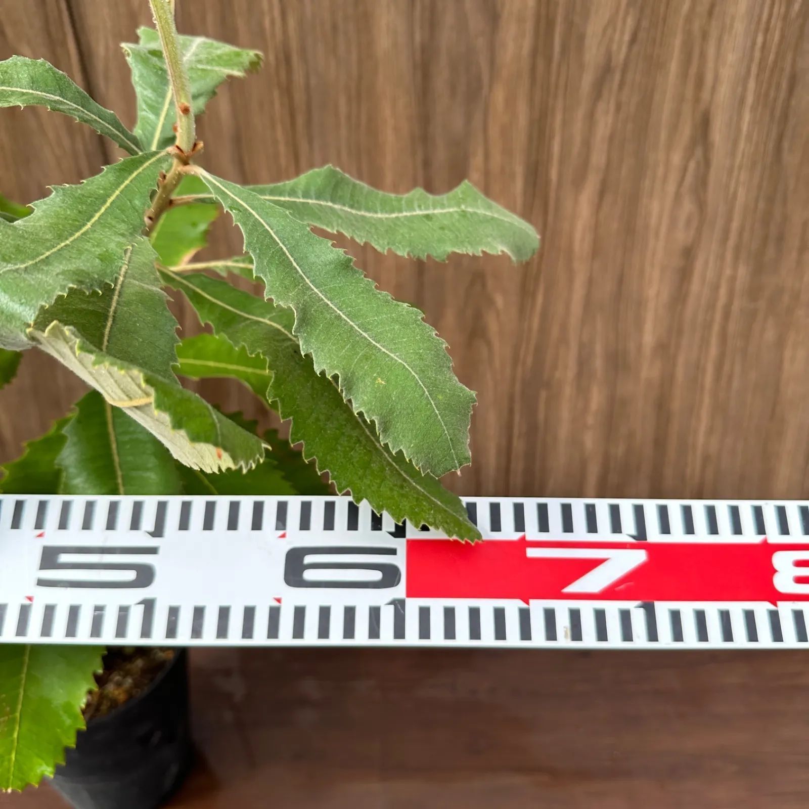 バンクシア スワンプ&ウォールム 花付き株 2鉢セット バンクシア