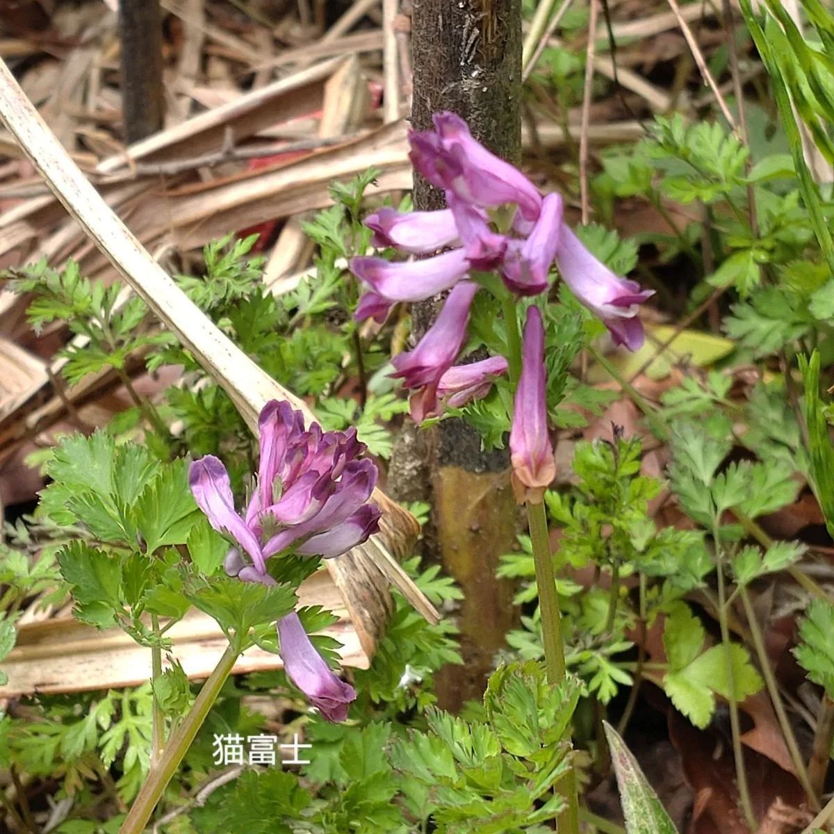 ムラサキケマン　山野草　毒草　種　30粒