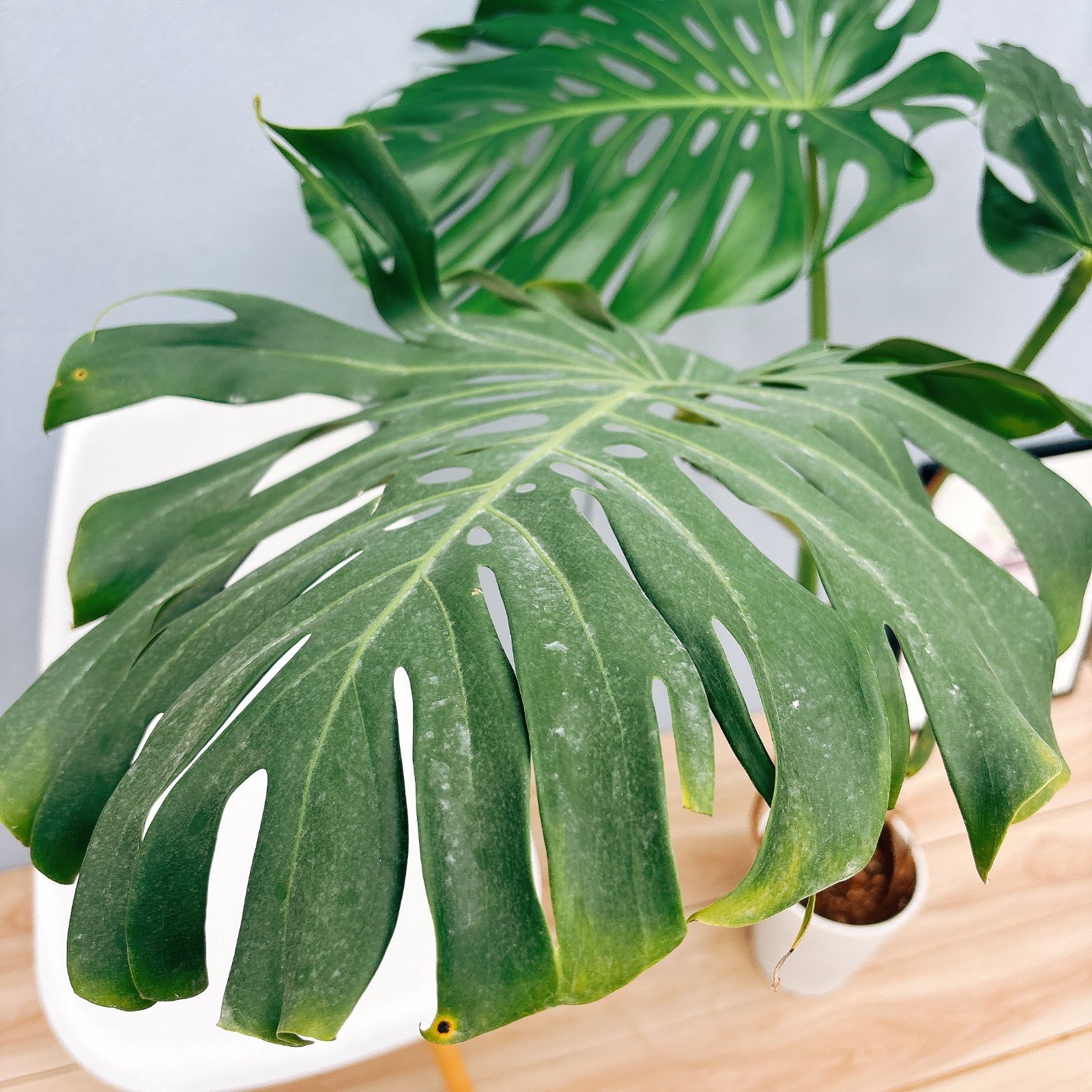 現品］3番 モンステラ 幹立ち 7号 観葉植物 ショップ 室内 大型 育て