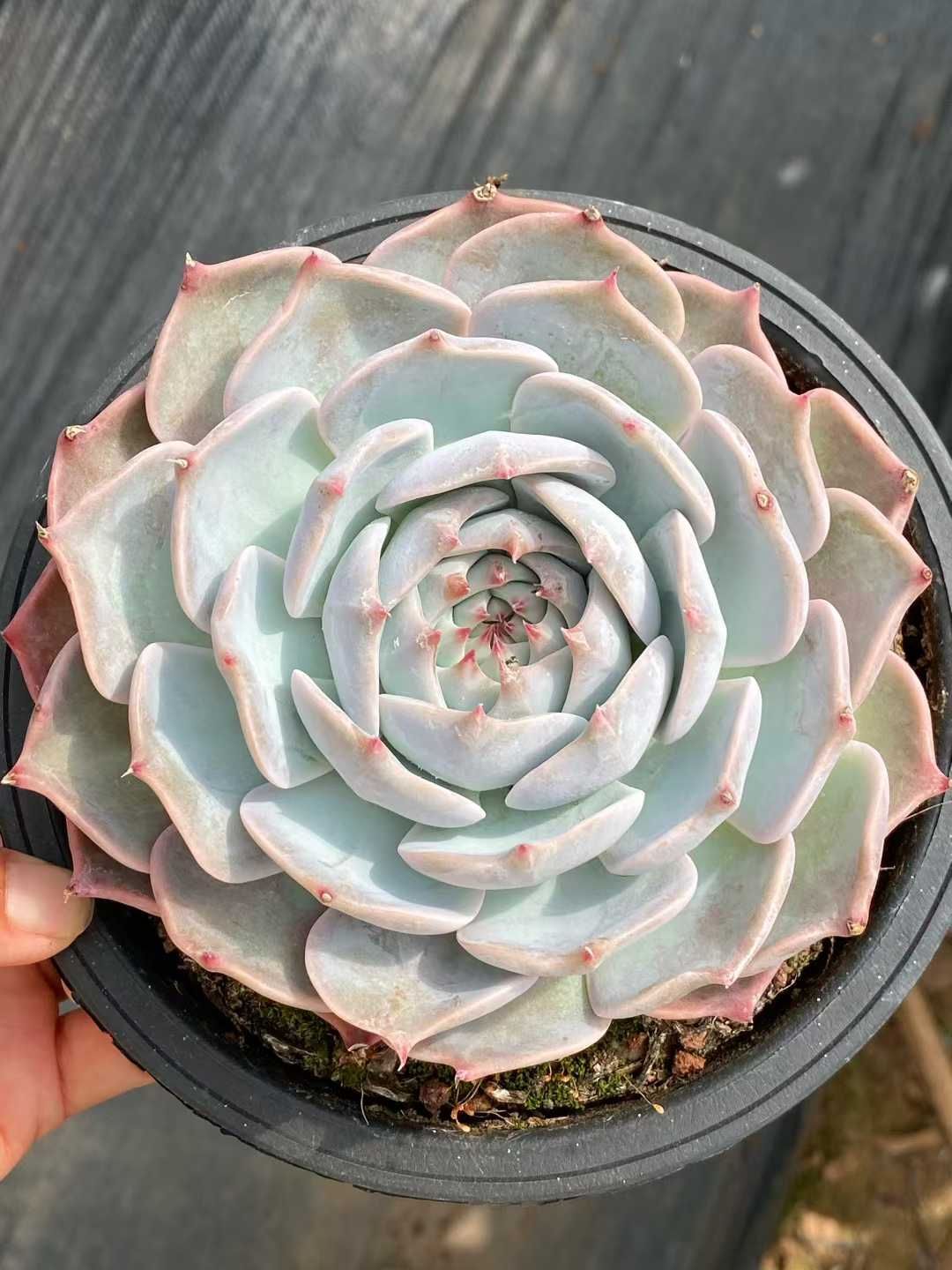 48即購入OK セット 100苗 韓国苗 雑交新種 多肉植物 エケベリア 多肉植物 韓国苗 エケベリア MIX100苗セット 全て5センチ前後苗 多肉