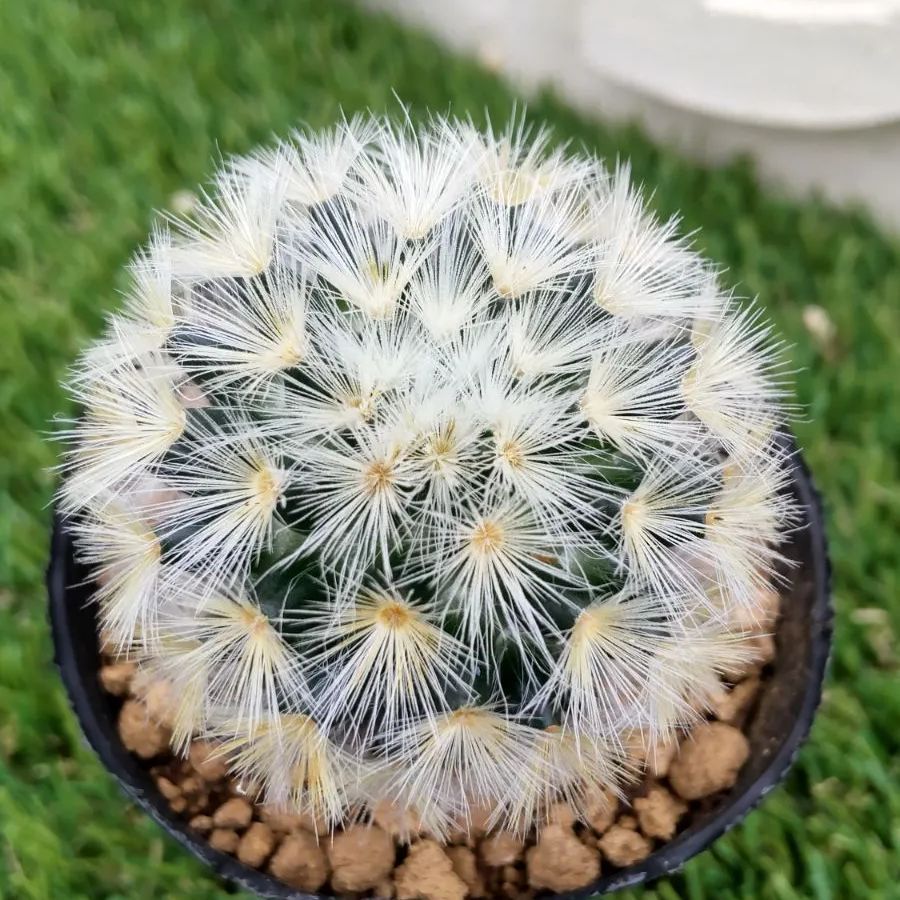 サボテン 入鹿 地を這う悪魔 クリーピングデビル 絶滅危惧種 多肉植物