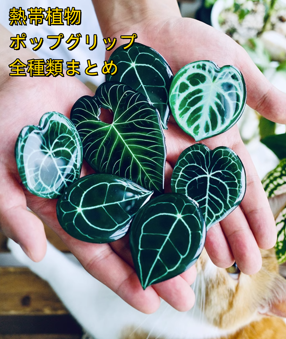 ｛熱帯植物ポップグリップ全種類まとめ｝ アクリル 携帯用 スマホ ポップグリップ 熱帯植物 観葉植物 希少 激安 レア インテリア プレゼント 海外 盆栽 花瓶 おすすめ プランター 人気 デザイン 観葉植物