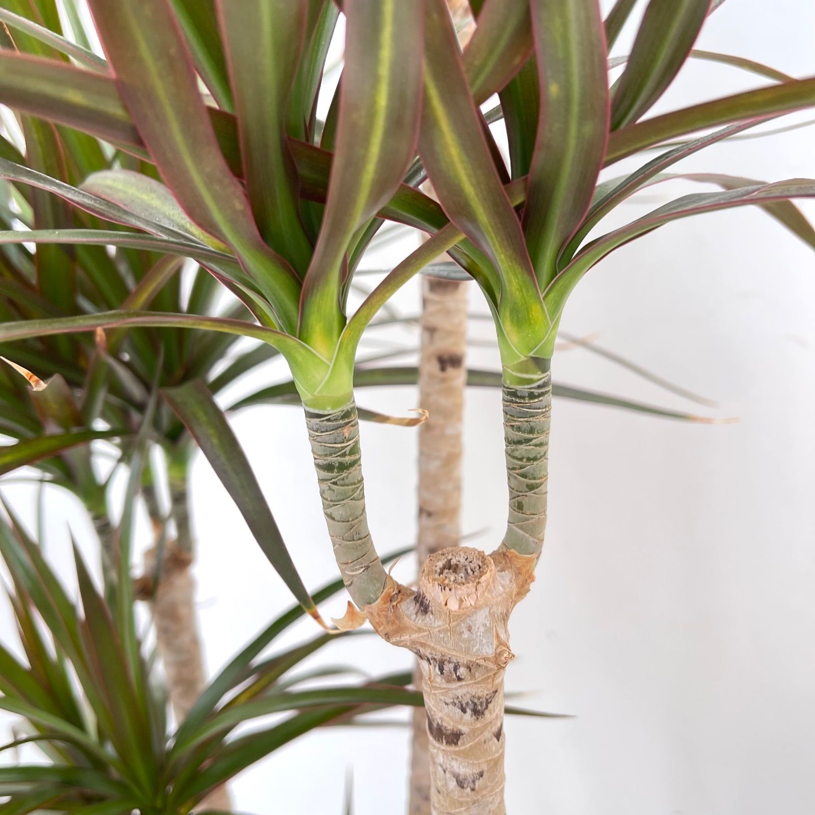 観葉植物