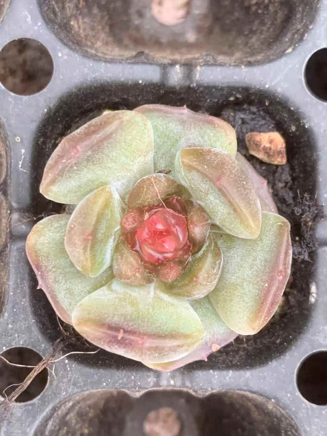 LX69×72 レッドラバー 土付き 肉厚 多肉植物 アエオニウム エケベリア 韓国苗