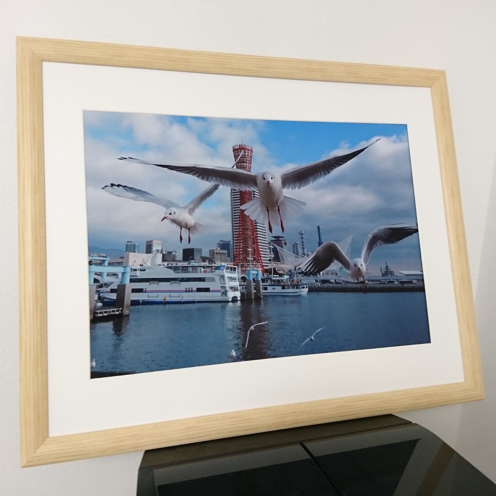 みなと神戸に咲く華 「ユリカモメ」 A3サイズ光沢写真横  写真のみ  送料無料 7hh7wt7v.jpg