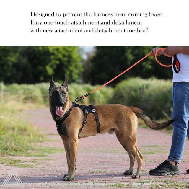 中型犬 犬