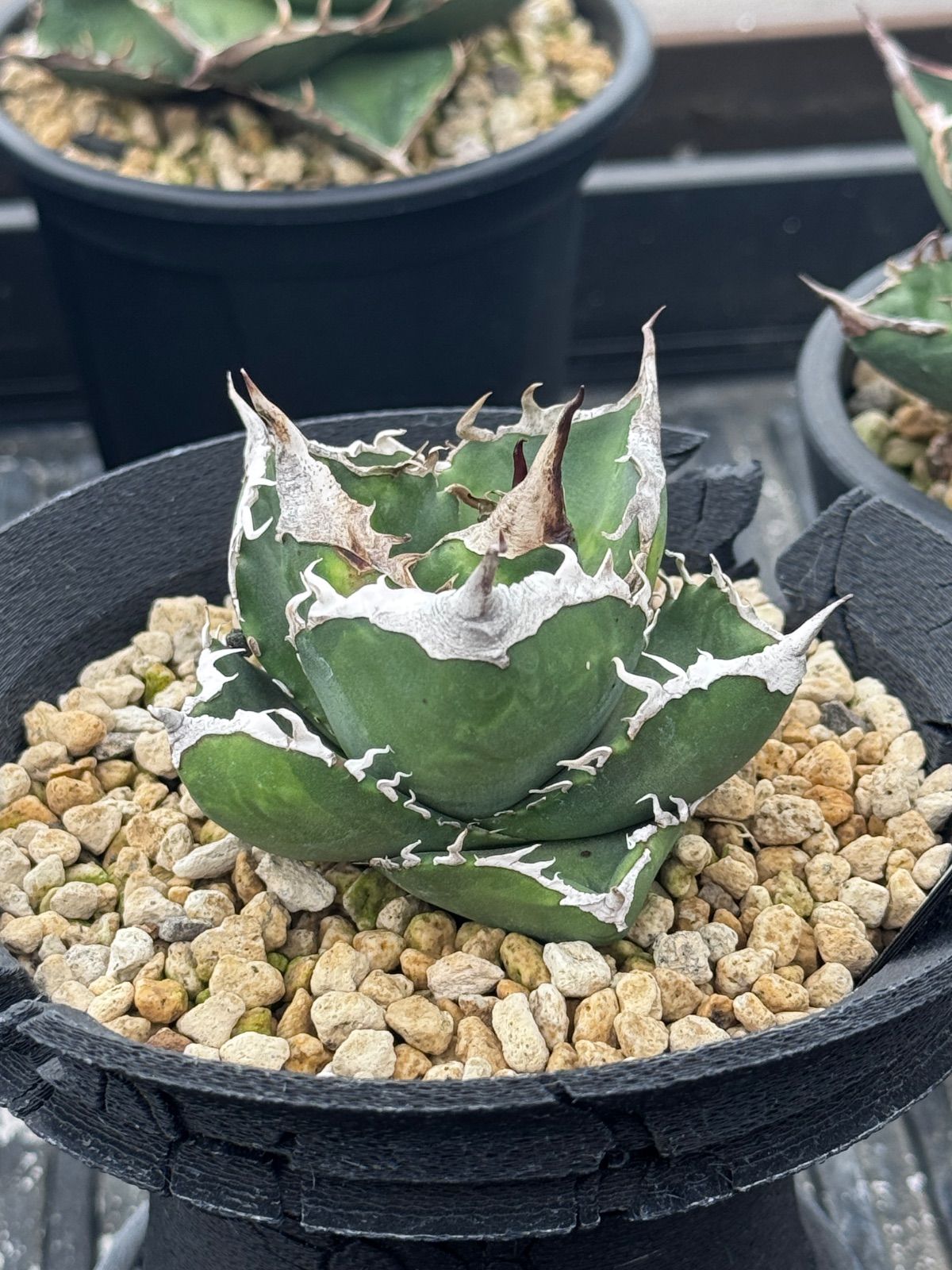 アボガド。接ぎ木。果実の苗鉢ごと無料で発送致します。 アボガド。接ぎ木。果実の苗鉢ごと無料で発送致します。