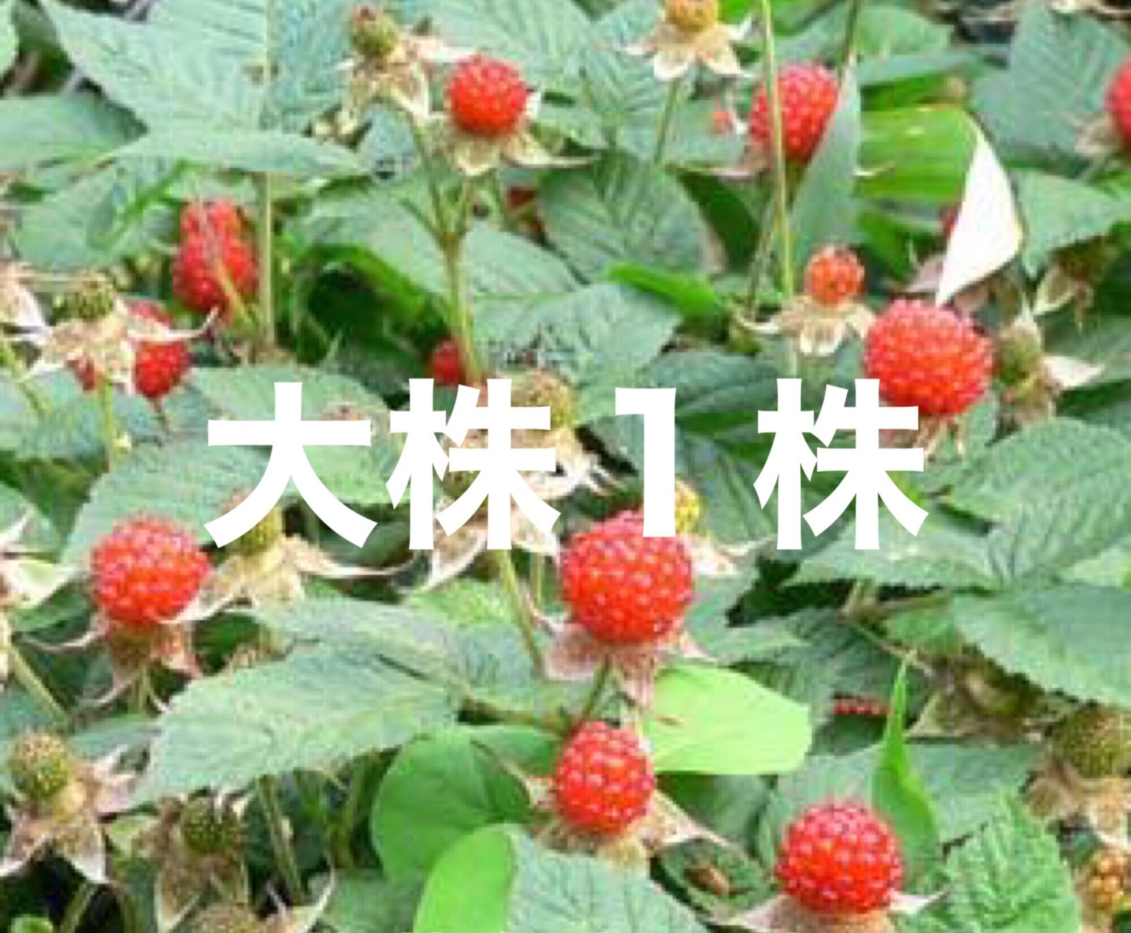 木苺ページ ⭐️木苺苗(大)1株⭐️抜き苗大株 草苺 クサイチゴ くさいちご