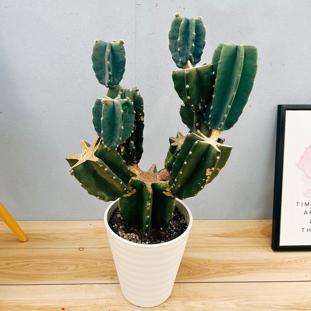 【現品】ビロウヤシ/ビロウ椰子/ジャワビロウ　10号　白鉢　（1） 現品】ビロウヤシ/ビロウ椰子/ジャワビロウ 10号 白鉢 （1） 鉢