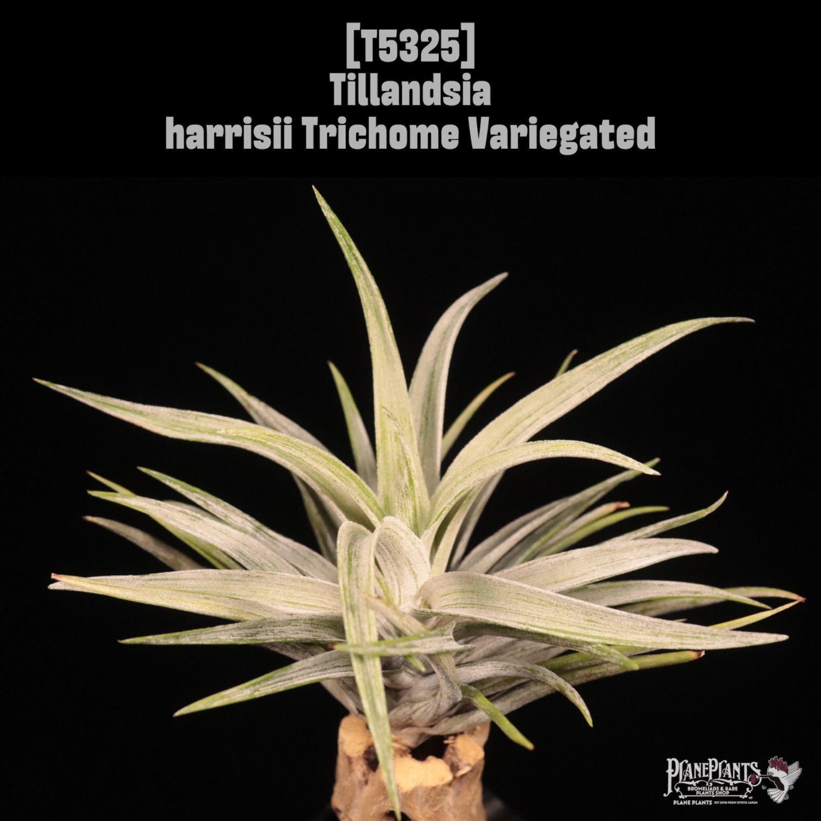 harrisii Trichome Variegated〔エアプランツ〕現品発送T5325 plane plants