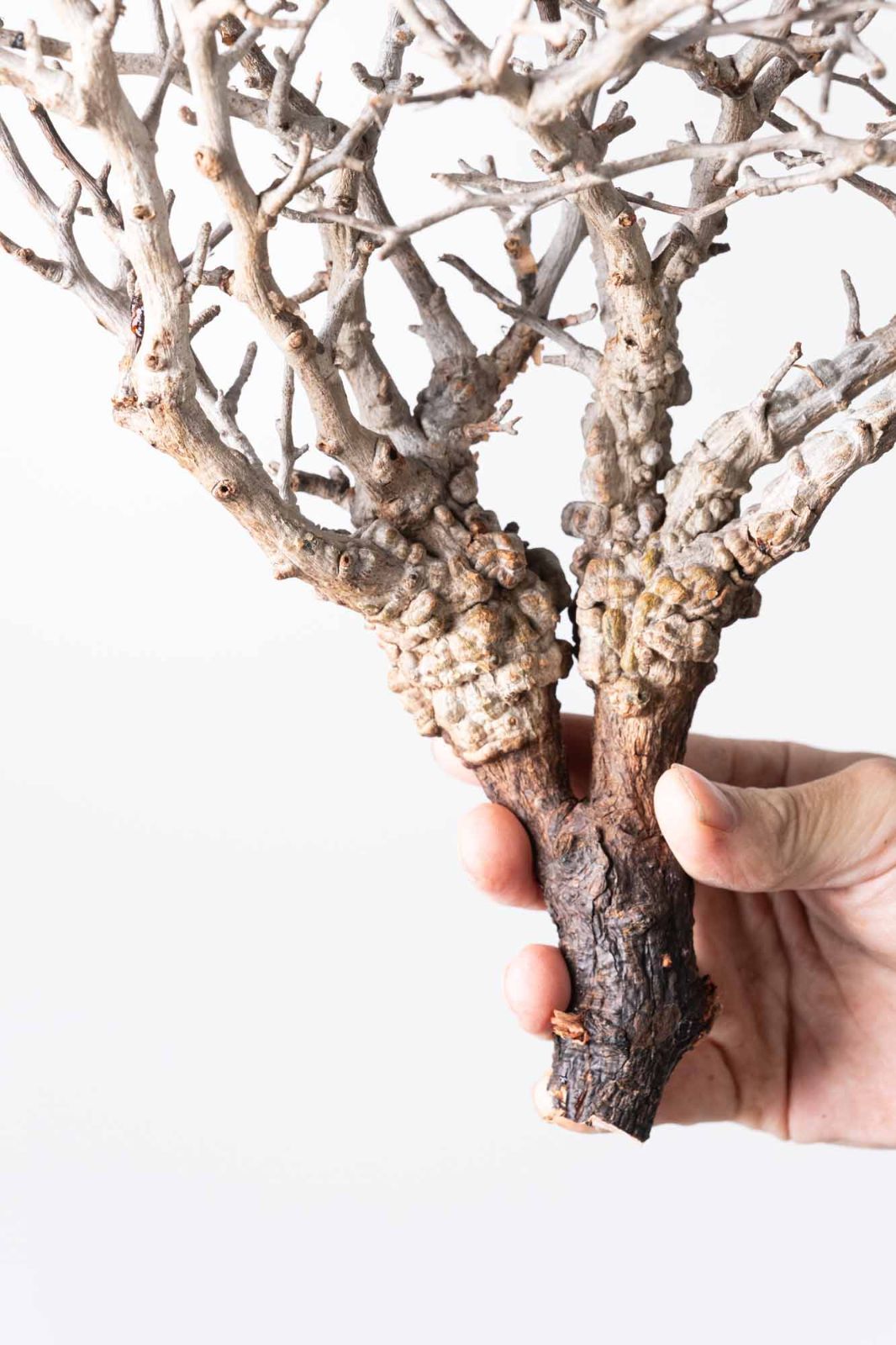 MP192 オペルクリカリア パキプス コーデックス ベアルート株 MP192