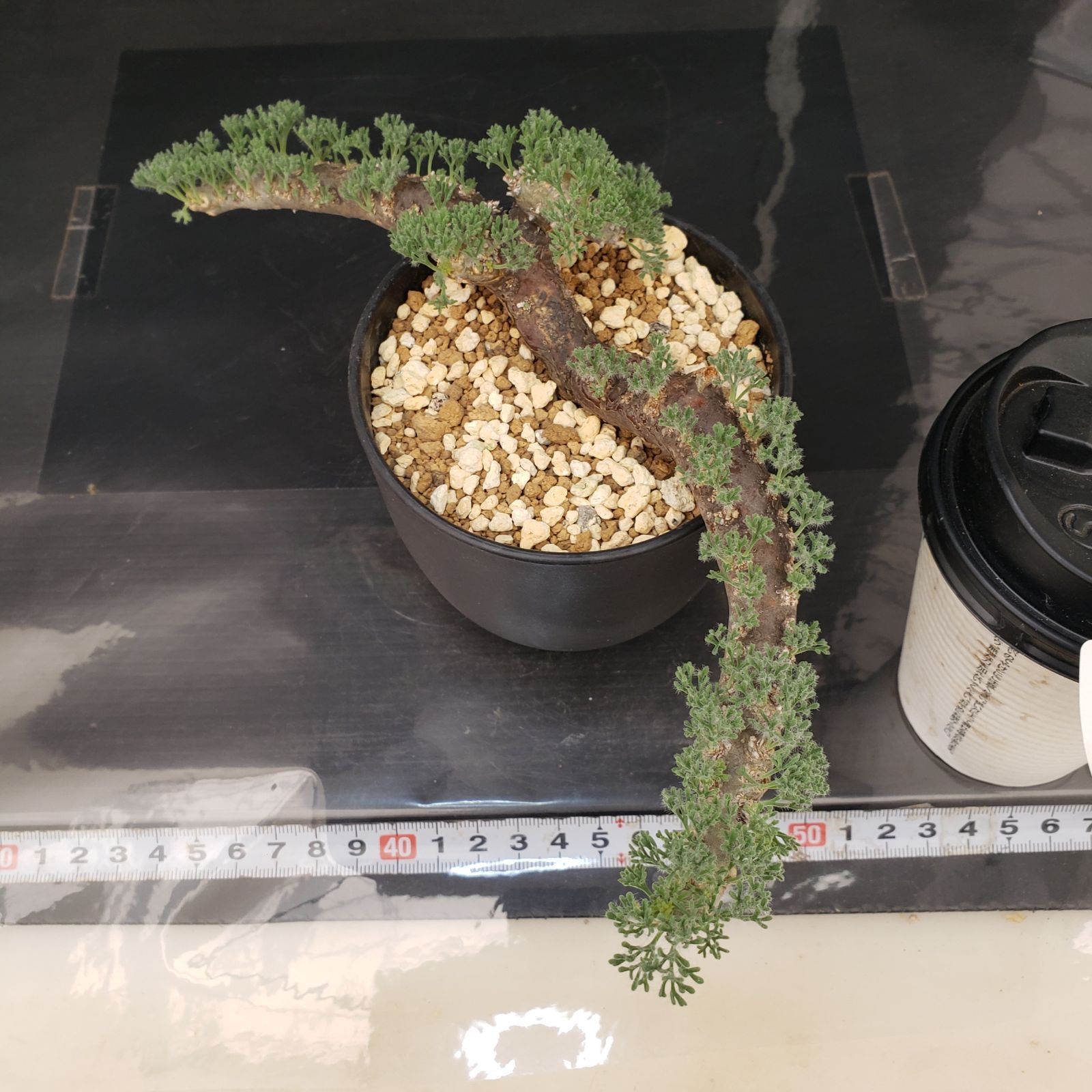 カ*ン様 モンソニア ムルチフィダ現地球 大株 発根済み 鉢ごと M641【自社養生株】モンソニア ムルチフィダ（現地球・発根株