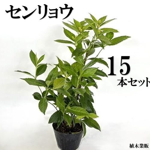 15本セット センリョウ樹高0.4m前後15cmポット