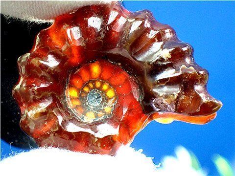 ★貴重－アンモナイト縫合線オパール化石標本クラスターB85U3/95U93A ☆貴重－アンモナイト縫合線オパール化石標本B86U3/45U58D