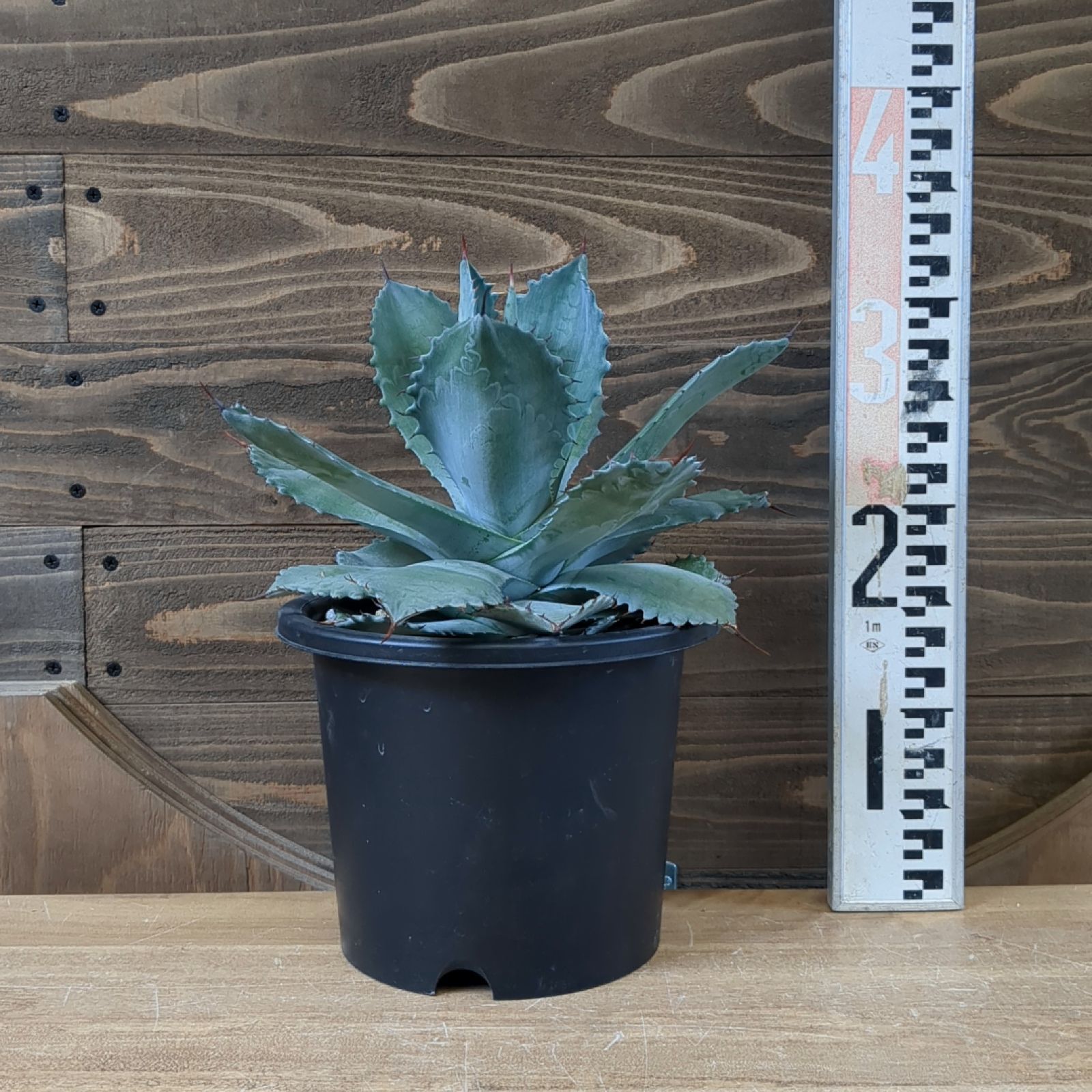 アガベ シャウィー × イシスメンシス 【 ハイブリッド 】早いもの勝ち